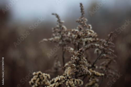 brown plant © Mikoaj