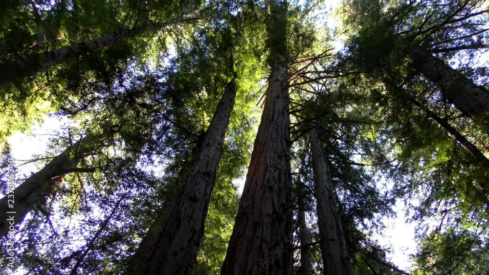 Trees in the Henry Cowell State Park, California, USA Trees in the Henry Cowell State Park, California, USA