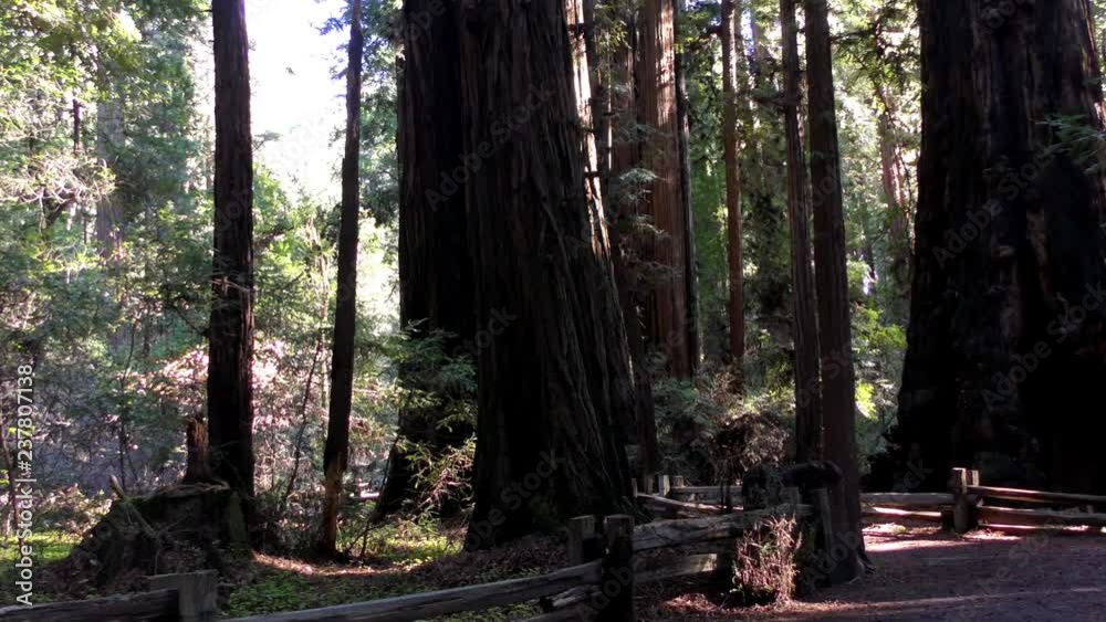 Trees in the Henry Cowell State Park, California, USA Trees in the Henry Cowell State Park, California, USA