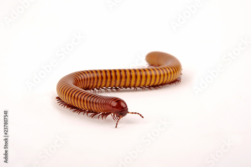 фотографія Wüsten-Tausendfüßer (Orthoporus ornatus) desert millipede