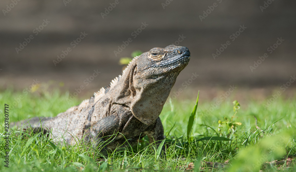 Sleepy Large Black Iguana (Ctenosaura similis) sunning himself in a grassy field. Sleepy Large Black Iguana (Ctenosaura similis) sunning himself in a grassy field.