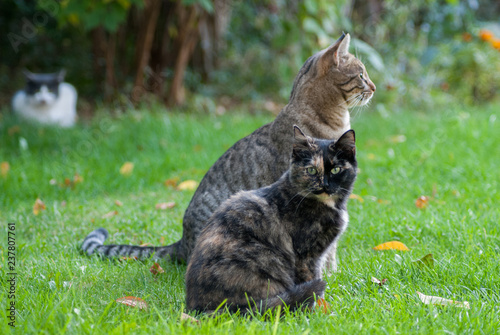 zwei junge sitzende Katzen auf einer Wiese mit Herbstlaub