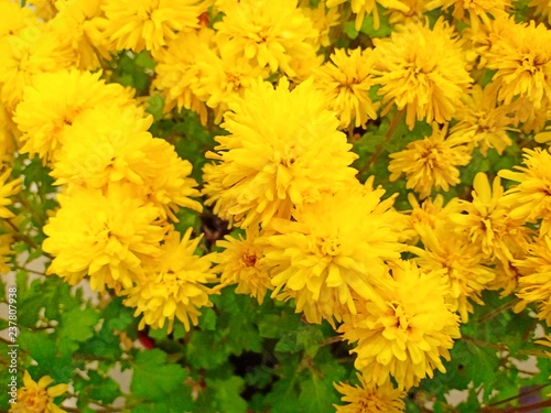 Yelloe flower vol.1