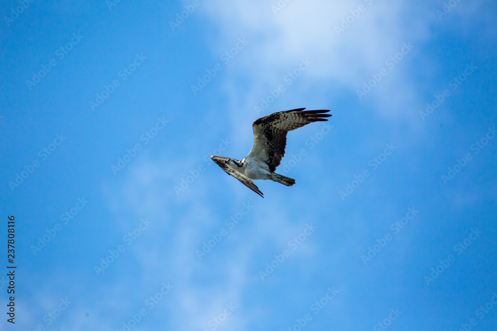 Fototapeta premium osprey in flight