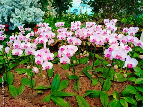 Flowrr bloom vil.43