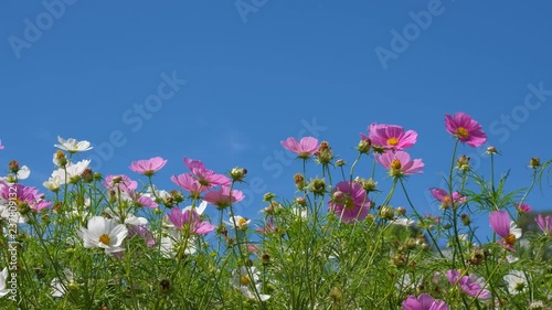 Cosmos flowers field blooming in spring season. Royalty high-quality free stock video footage of beautiful garden with white cosmos flower and pink cosmos flower in sunny day and swaying in wind 