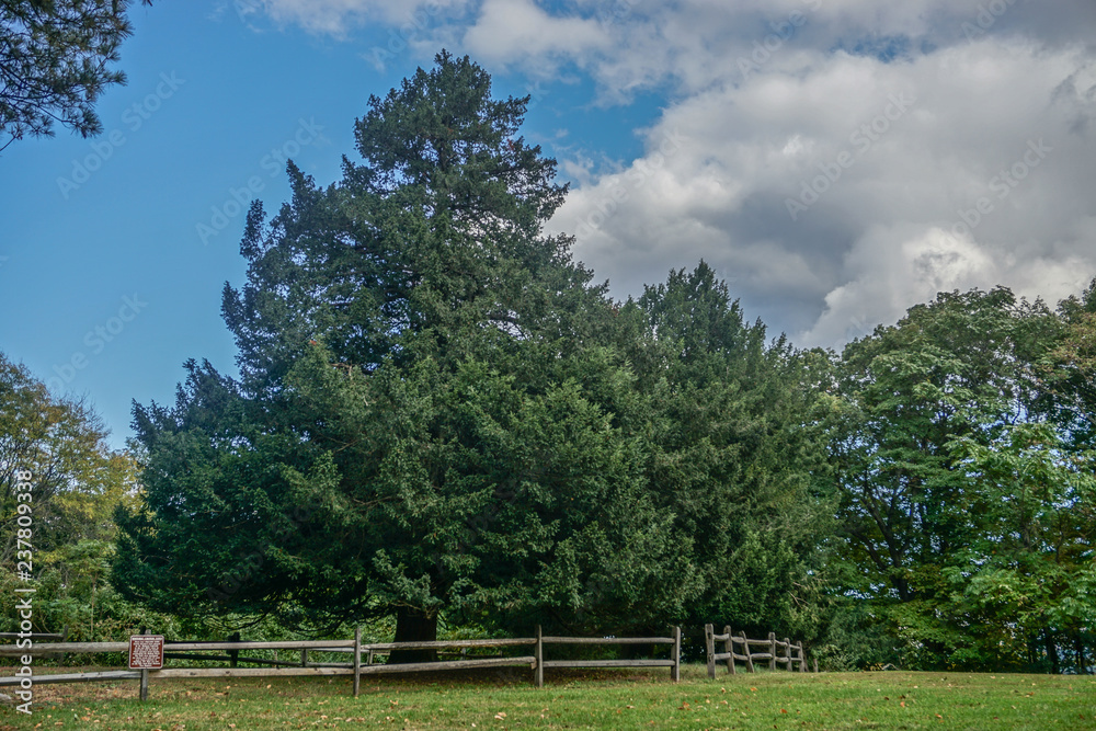 Croton-On-Hudson, NY, USA: The historic Croton Yews, English Yews (taxus baccata) planted in the 1800s, are on the state’s Historic Tree Register.