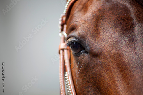 Pferde Auge Nahaufnahme