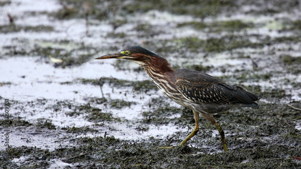 Green Heron Green Heron