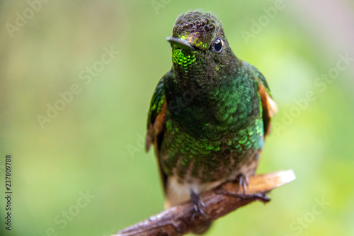 Splendidi Colibrì nella Valle del Cocora, Colombia photo