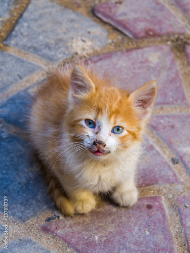 Kitten in medina of Safi, Morocco © KajzrPhotography.com