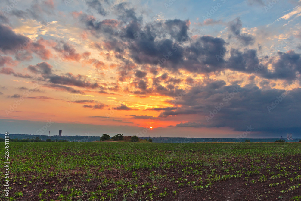 A colorful cloudy sunset. Beans landscape on sunset background. Beans harvest.