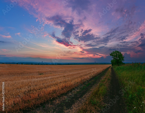 A trail near the wheat cereal field on the cloudy sunset background