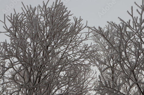 frozen trees on a cold day 