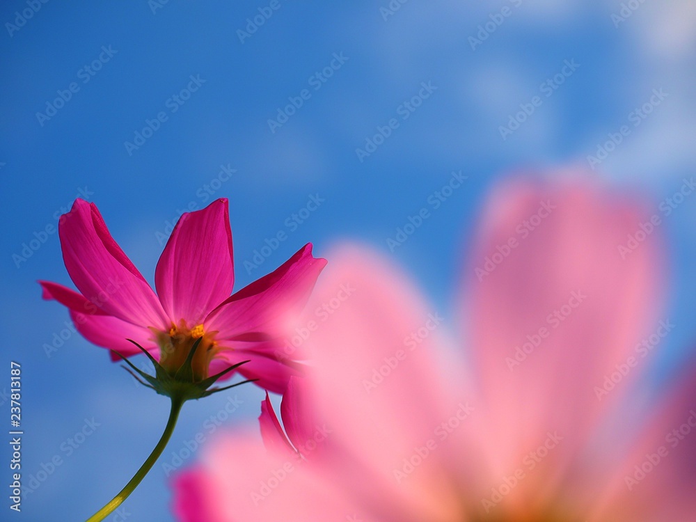 Naklejka premium cosmos flower close up over clear sky