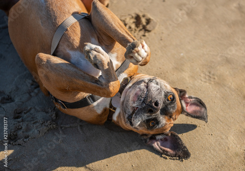 Playful, Boxer dog laying on his back on a sandy beach