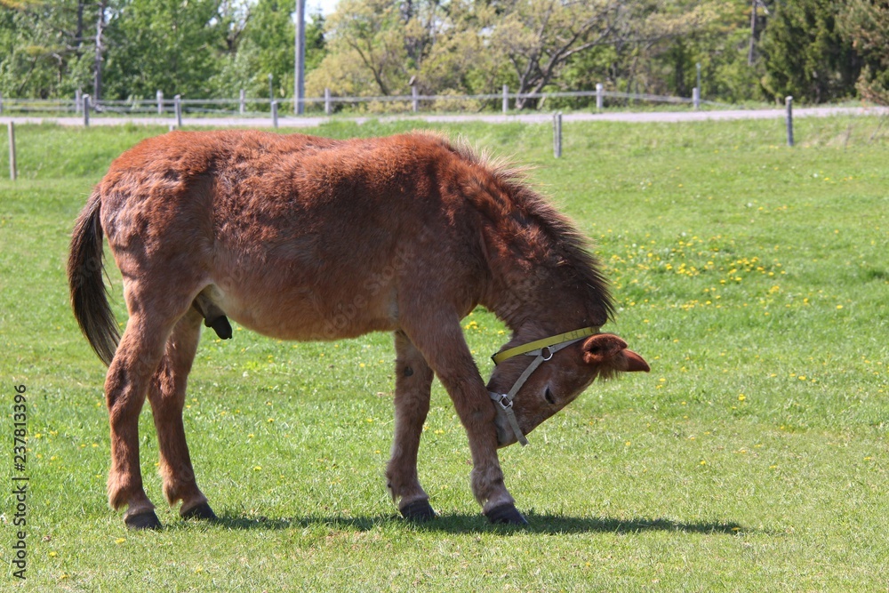 Naklejka premium Donkey