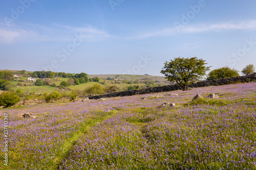 Fototapeta Naklejka Na Ścianę i Meble -  Dartmoor meadow with bluebells on a spring morning