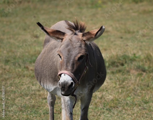 Donkey © Davandra