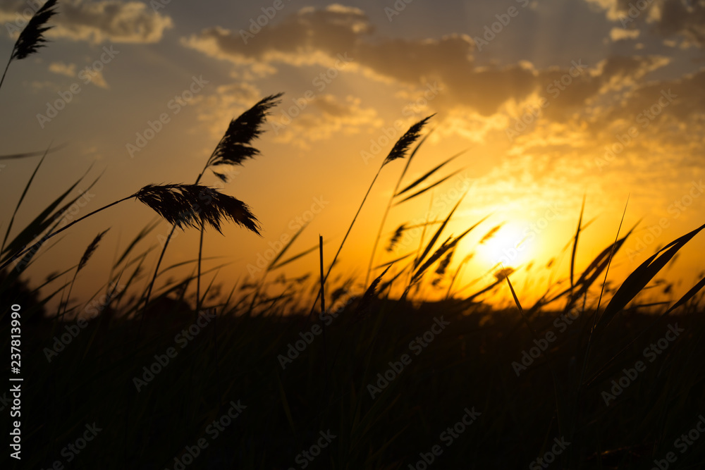 Golden ears of wheat on the field. Sunset light. Close up view. Golden ears of wheat on the field. Sunset light. Close up view.