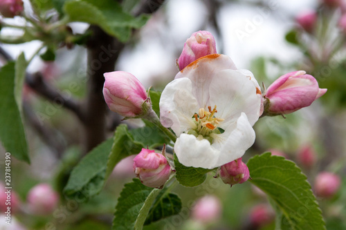 Beautiful pink and white apple blossoms