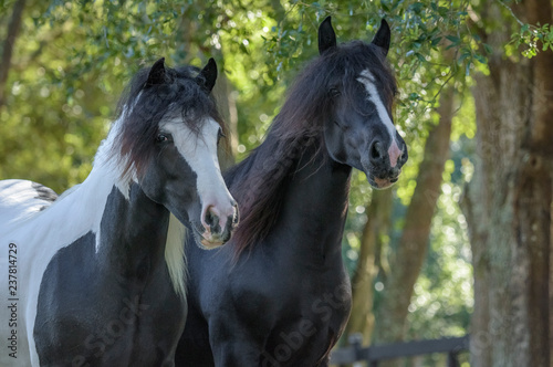 Gypsy Vanner horses close together © Mark J. Barrett