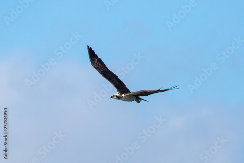 Osprey in flight