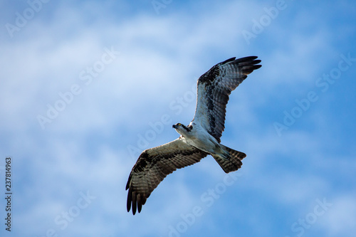 osprey in flight