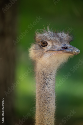 Ostrich © Jack