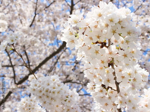 桜 静岡県浜松市 日本