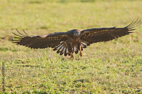 An immature Bald Eagle, prepares to land