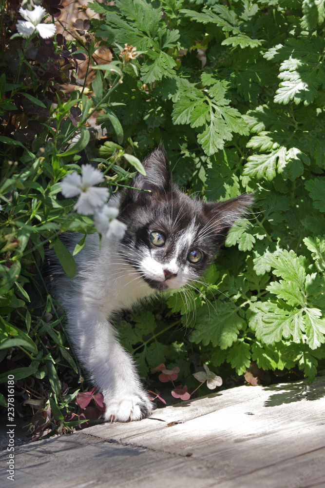 A curious kitten crawls through leaves and flowers 