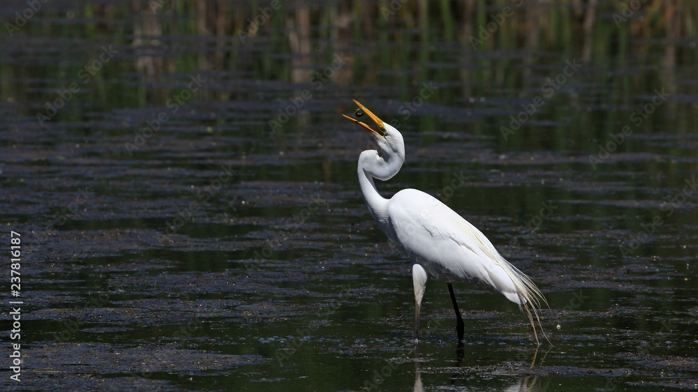 Fototapeta premium Great Egret
