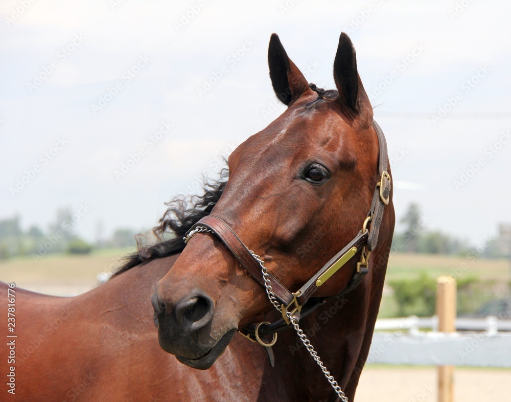 Fototapeta premium Horse