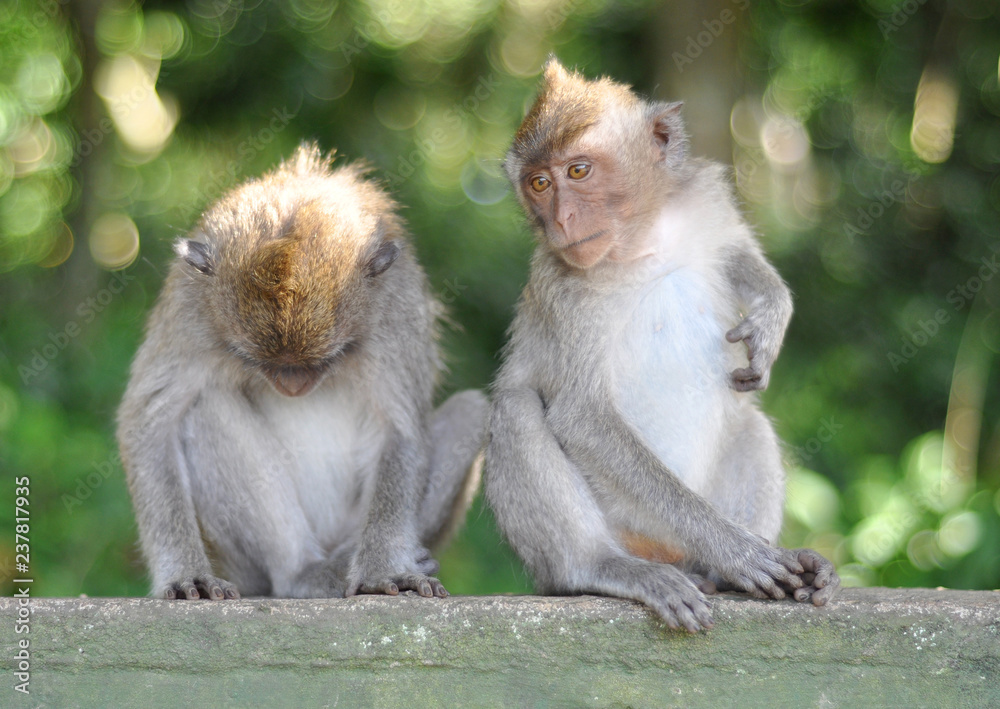 Fototapeta premium A pair of macaque monkeys sitting on ledge waiting for food