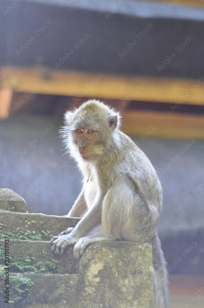 macaque monkey sitting on ledge looking at camera macaque monkey sitting on ledge looking at camera