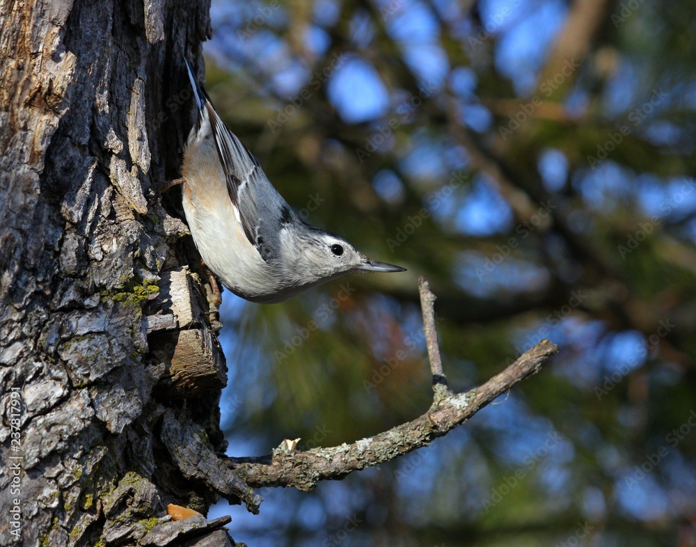 Fototapeta premium White Breasted Nuthatch