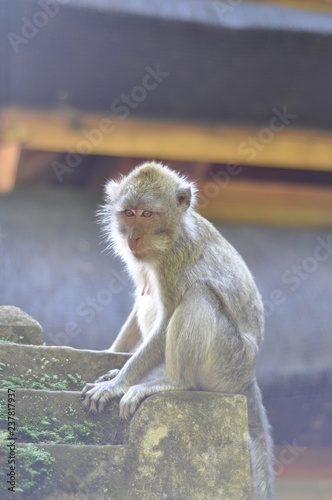 macaque monkey sitting on ledge looking at camera © Wally Tai