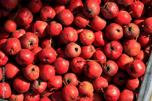 Dried crataegus pinnatifida photo