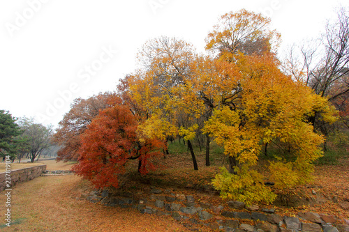 Color trees in chengde mountain resort, China