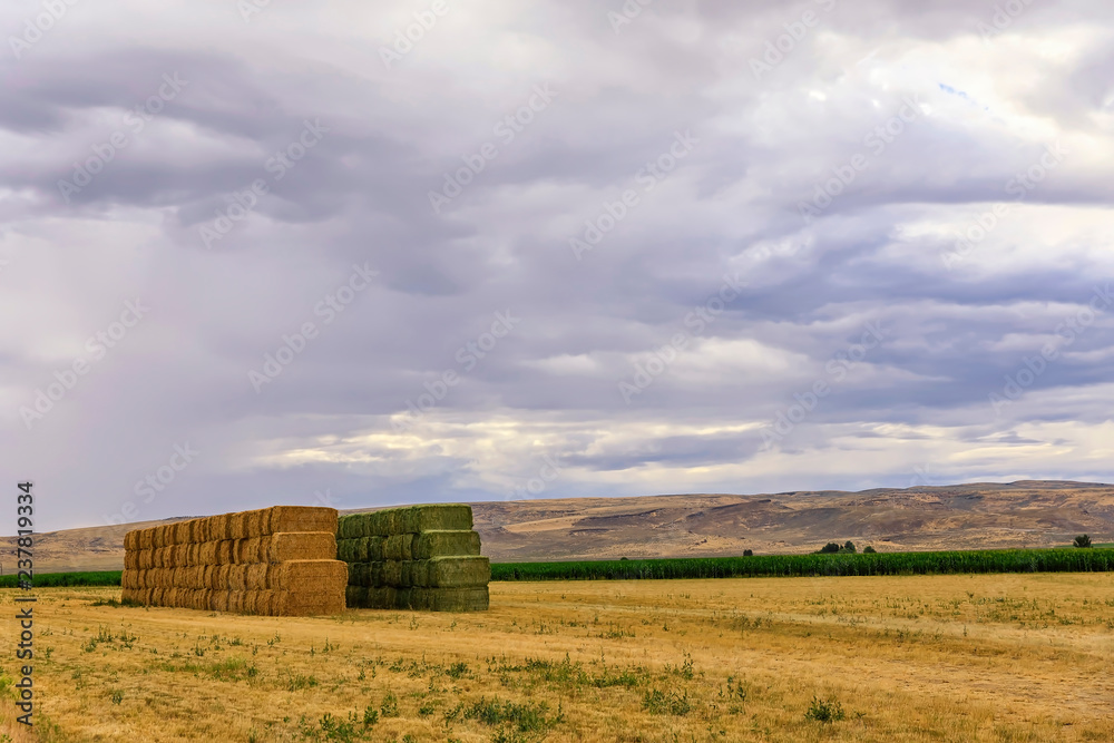 Hay Bails in a Field Hay Bails in a Field