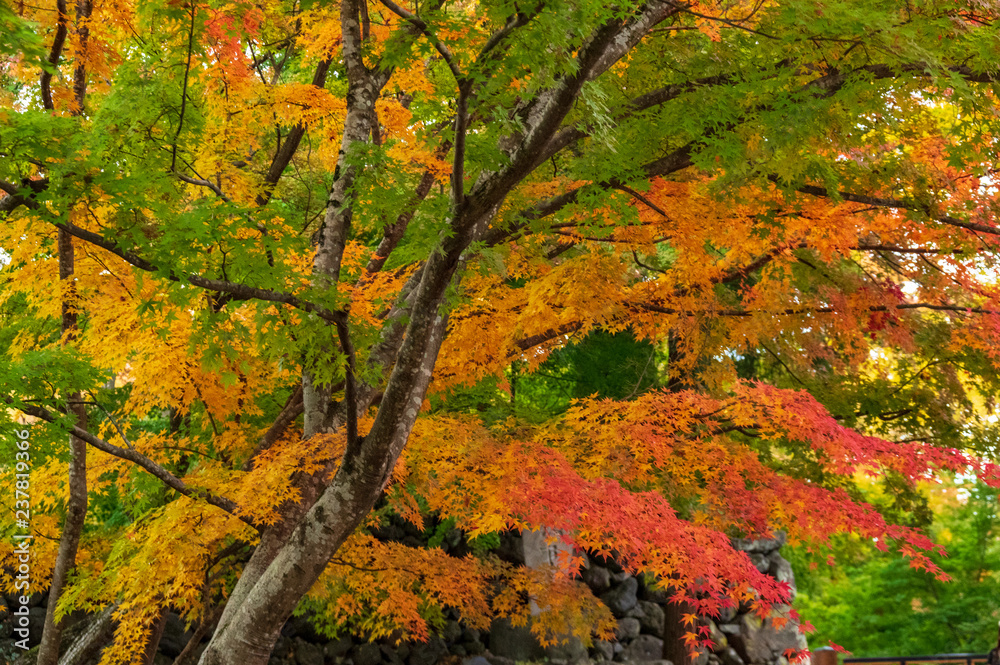 小諸城址懐古園　紅葉まつり