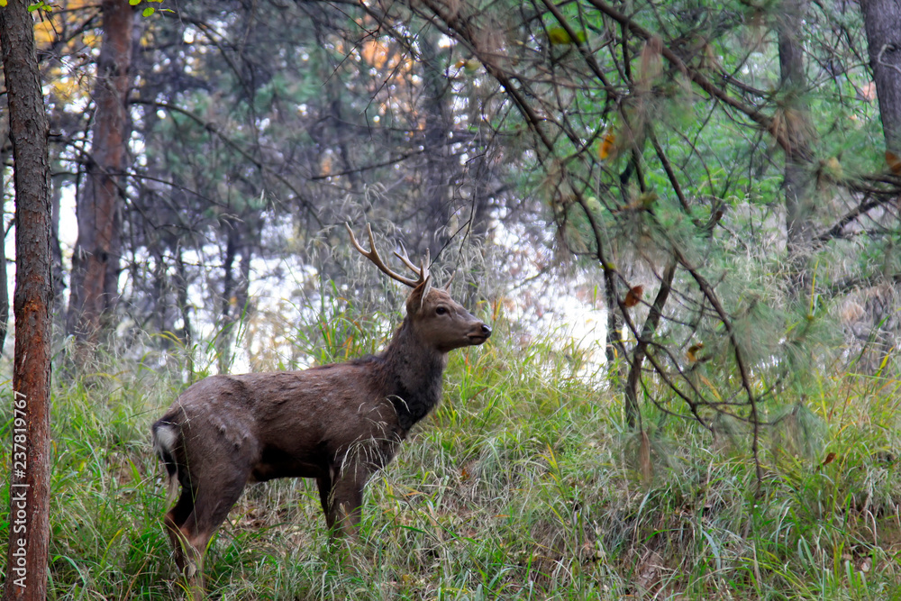 wild sika deer in jungle wild sika deer in jungle