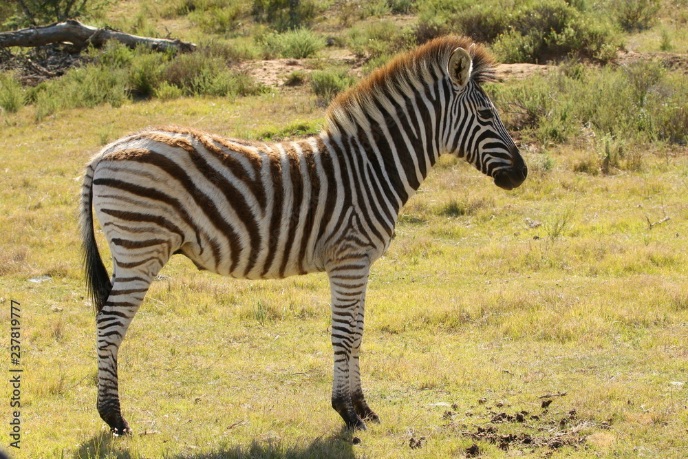 Naklejka premium Close up of a Burchell's Zebra foal standing in an open plain.