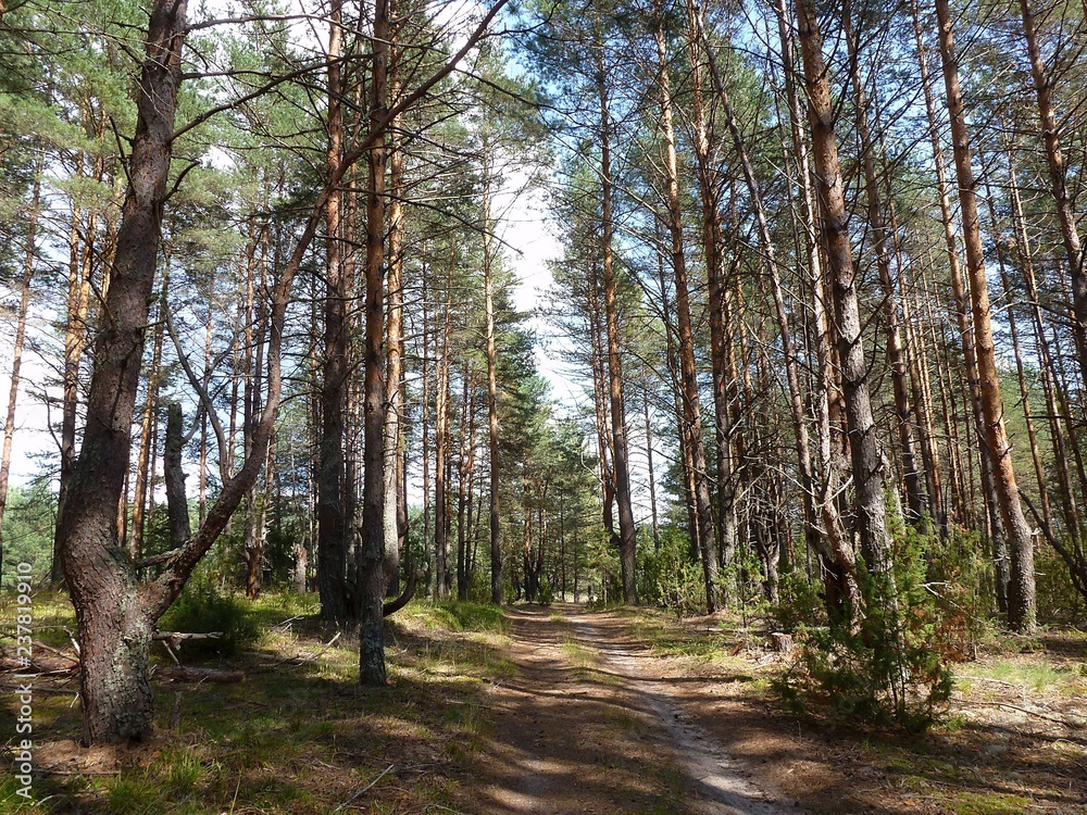 Obraz premium Zużyta droga w letnim lesie sosnowym