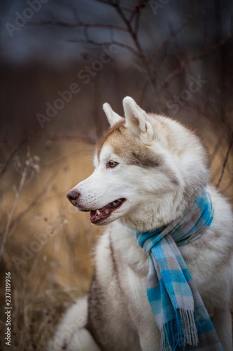 Profile Portrait of gorgeous and free dog breed siberian husky sitting in the blue checkered scarf in the field