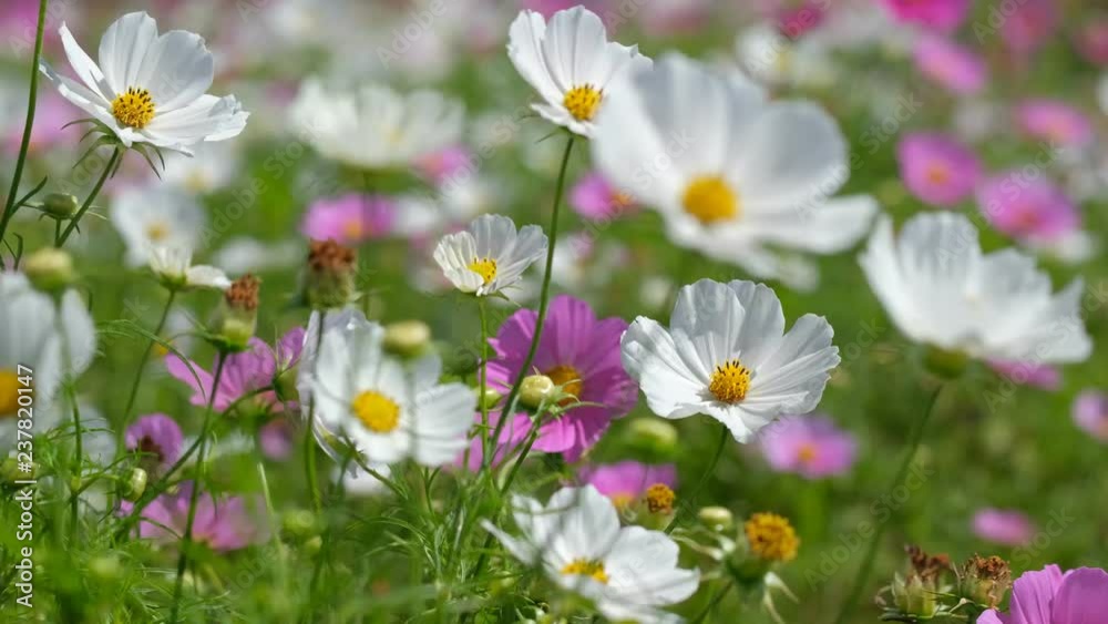 Cosmos flowers field blooming in spring season. Royalty high-quality free stock video footage of beautiful garden with white cosmos flower and pink cosmos flower in sunny day and swaying in wind Cosmos flowers field blooming in spring season. Royalty high-quality free stock video footage of beautiful garden with white cosmos flower and pink cosmos flower in sunny day and swaying in wind