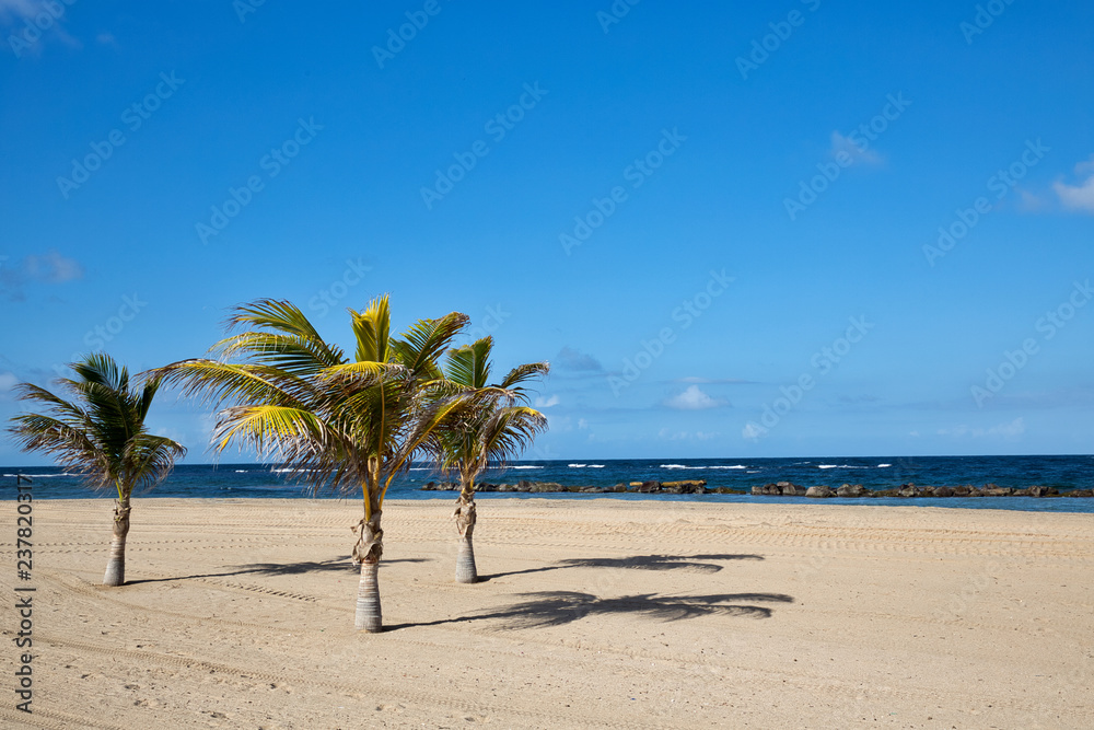 Pristine Caribbean beach with palm trees
