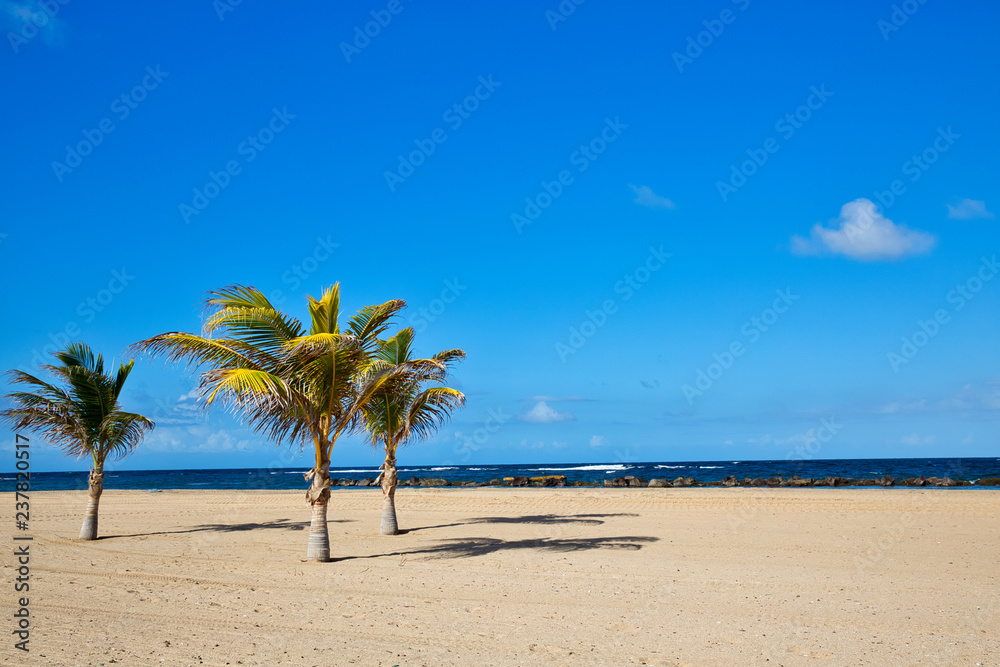 Pristine Caribbean beach with palm trees
