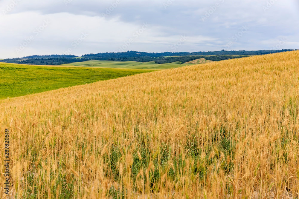 Two-toned fields of Grain
